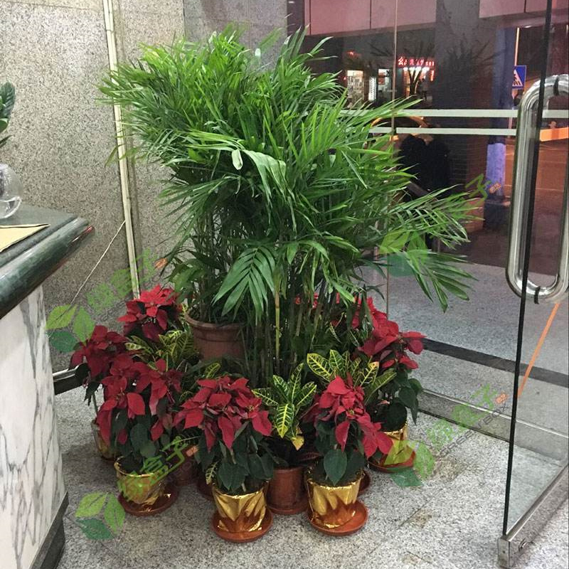组合绿植