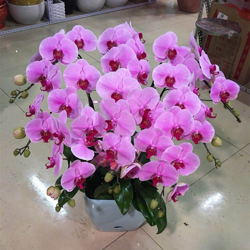 蝴蝶兰