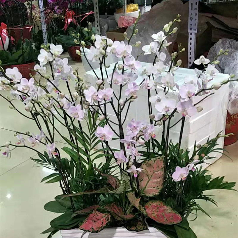 蝴蝶兰