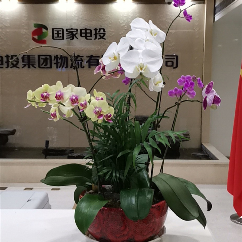 蝴蝶兰组合