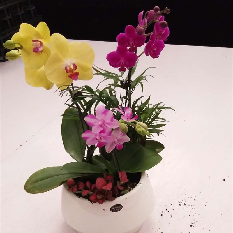 花卉组合