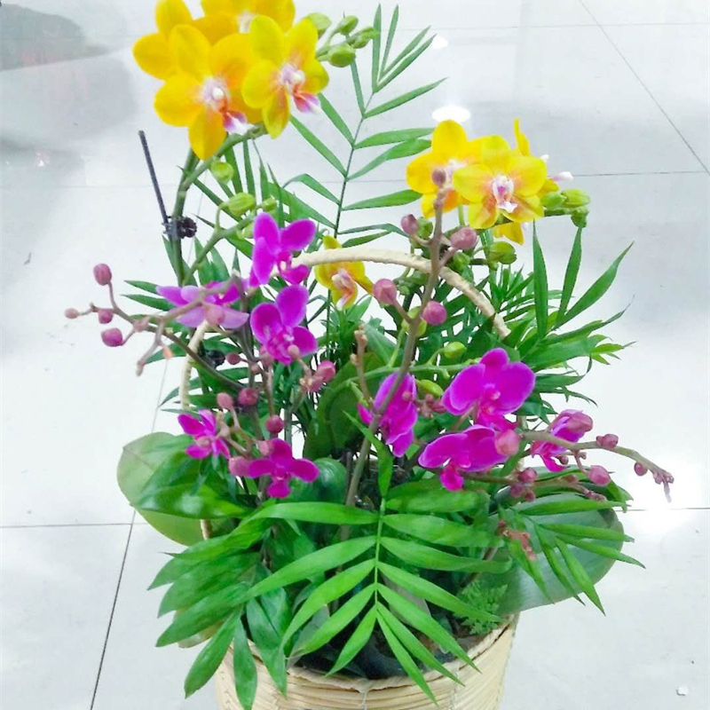 花卉组合