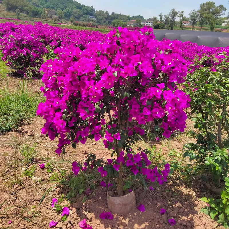 紫色三角梅