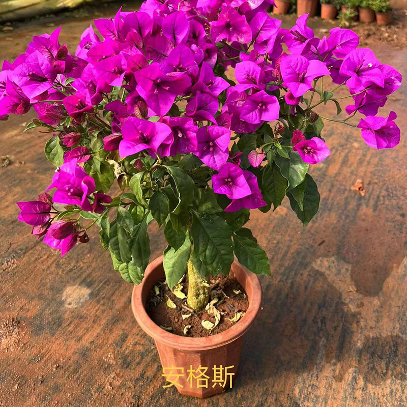 紫色三角梅