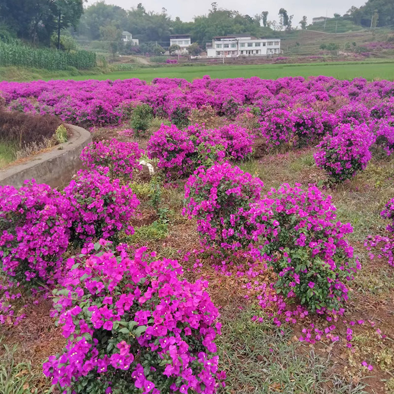 紫色三角梅