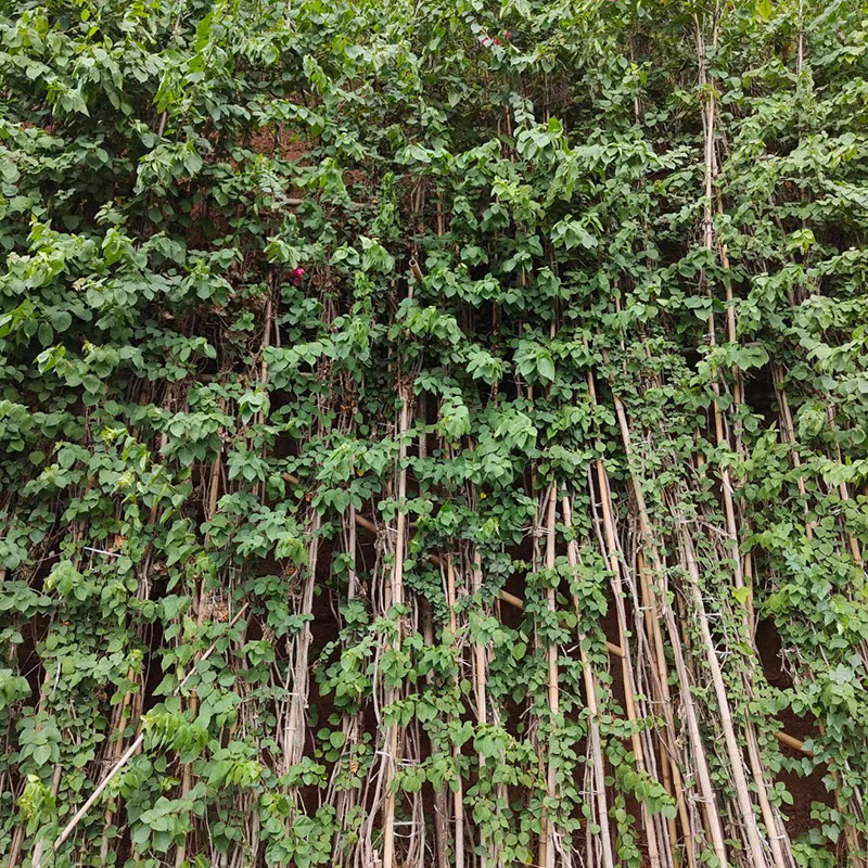 三角梅藤条