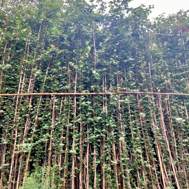 三角梅藤条