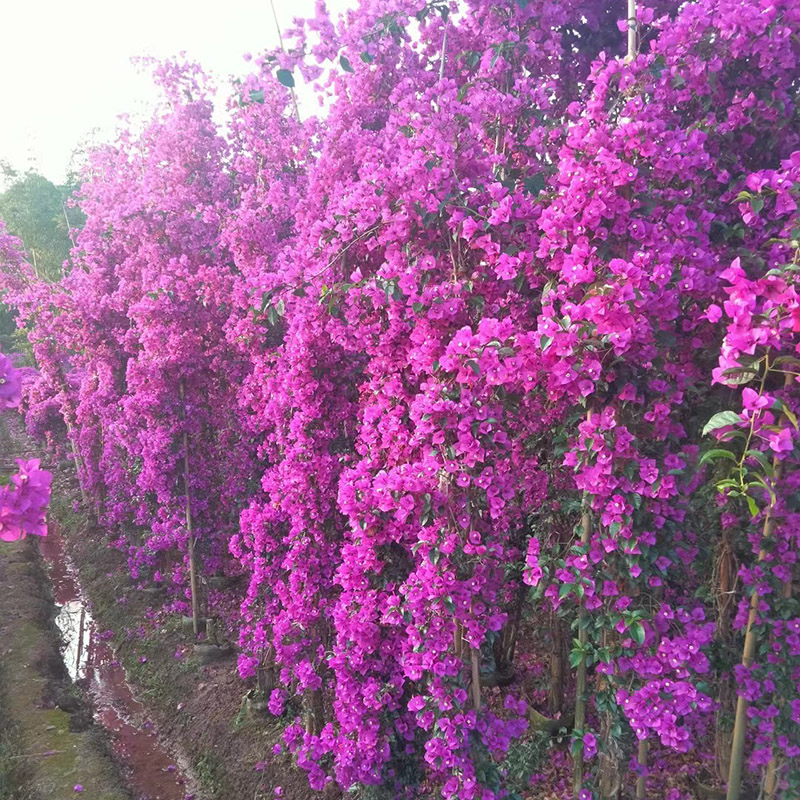 三角梅藤条