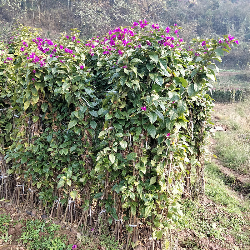 三角梅藤条
