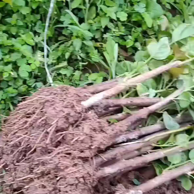三角梅小苗