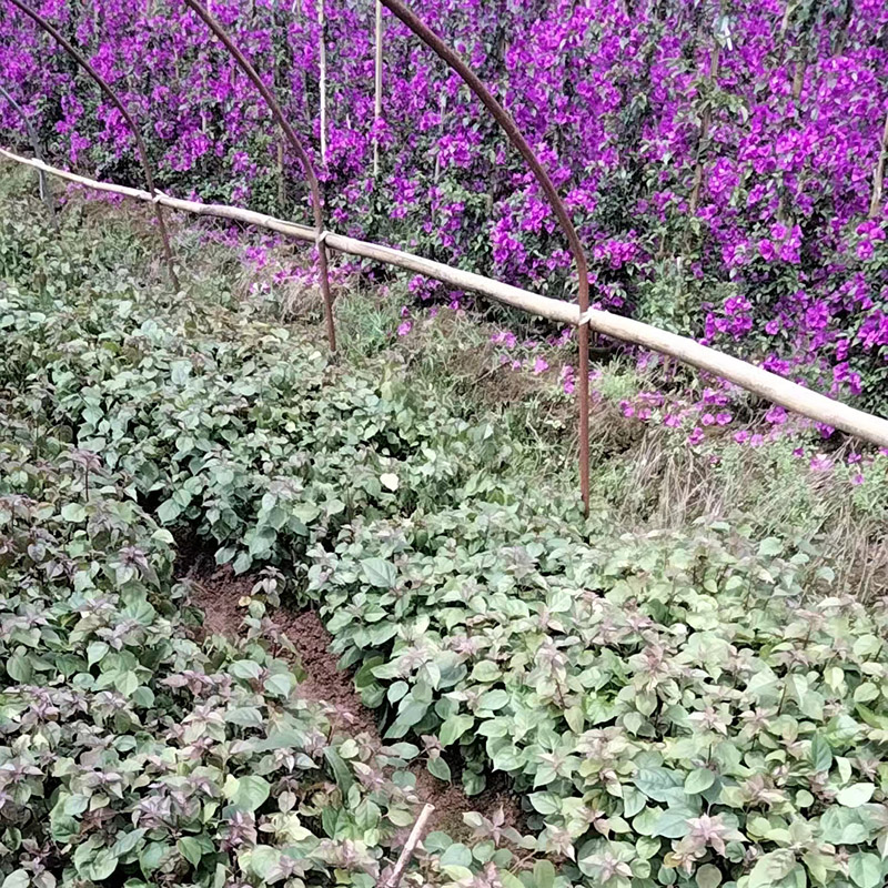 三角梅小苗