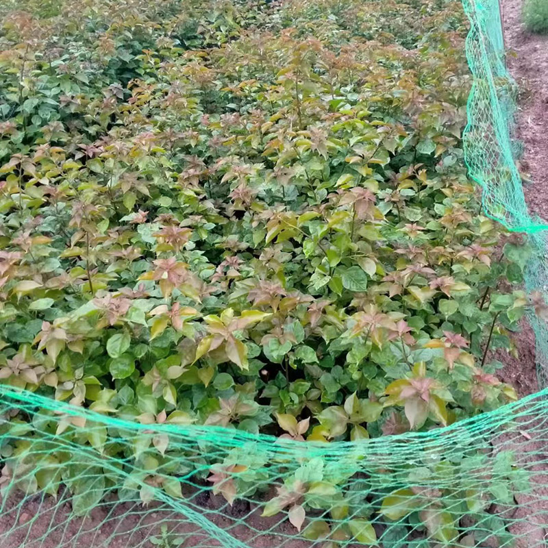 三角梅小苗