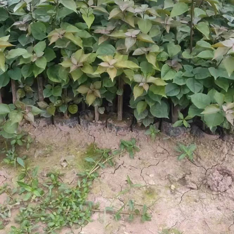 三角梅小苗