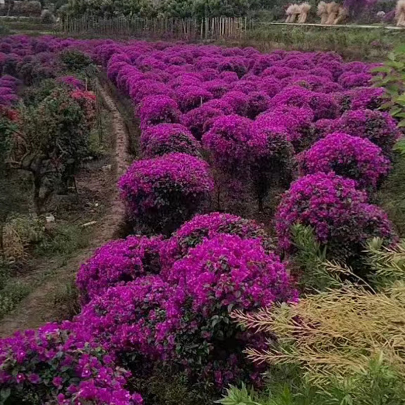三角梅球