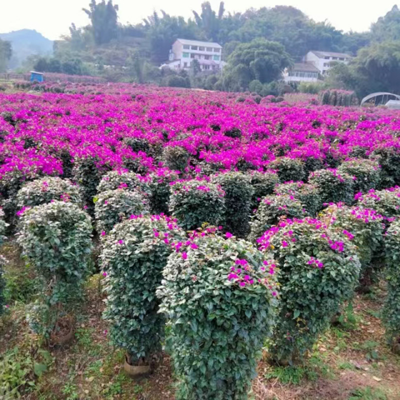 三角梅花柱