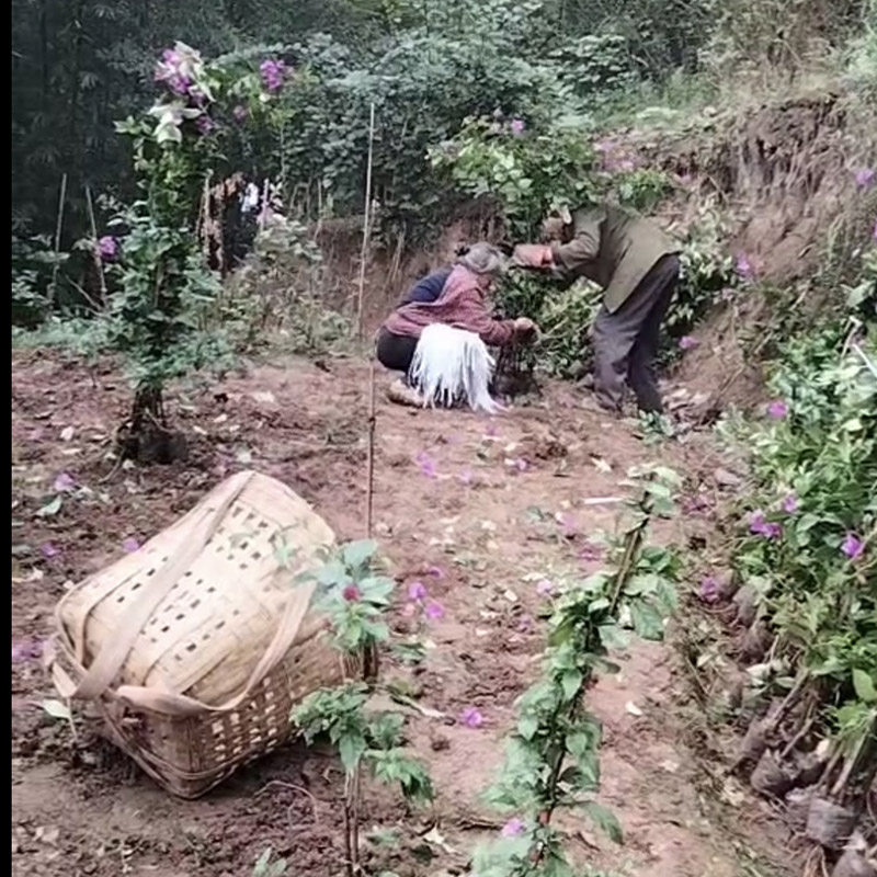 起苗现场