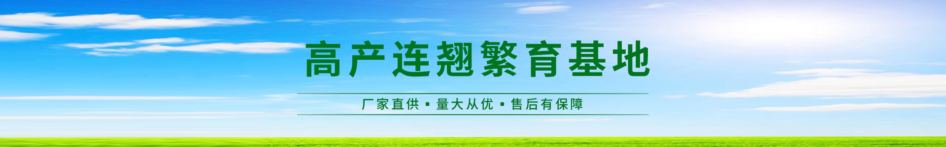 连翘展示