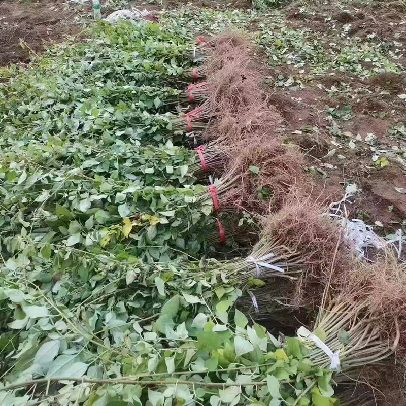 新品种高产连翘苗