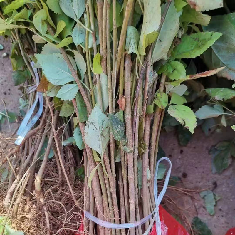 连翘苗