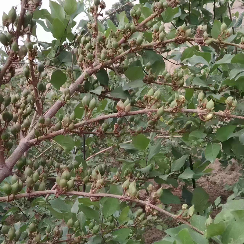 高产连翘苗