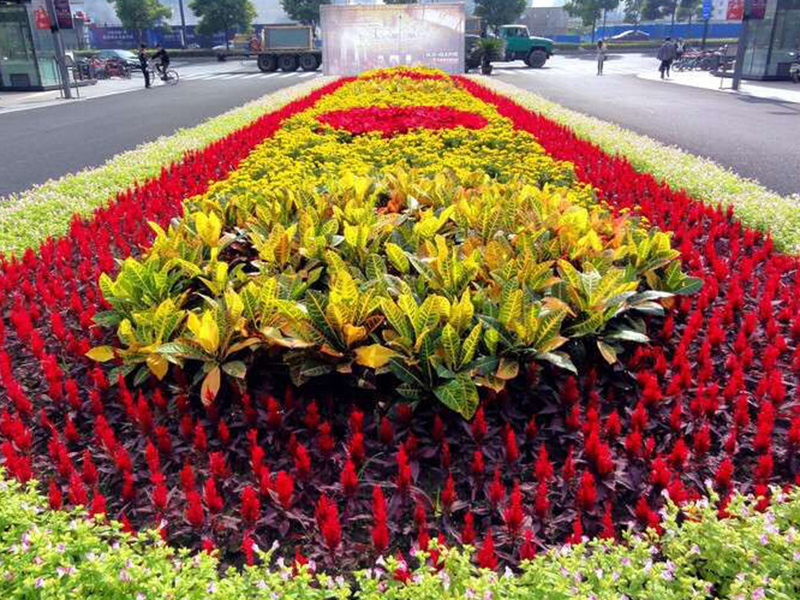 花卉租摆