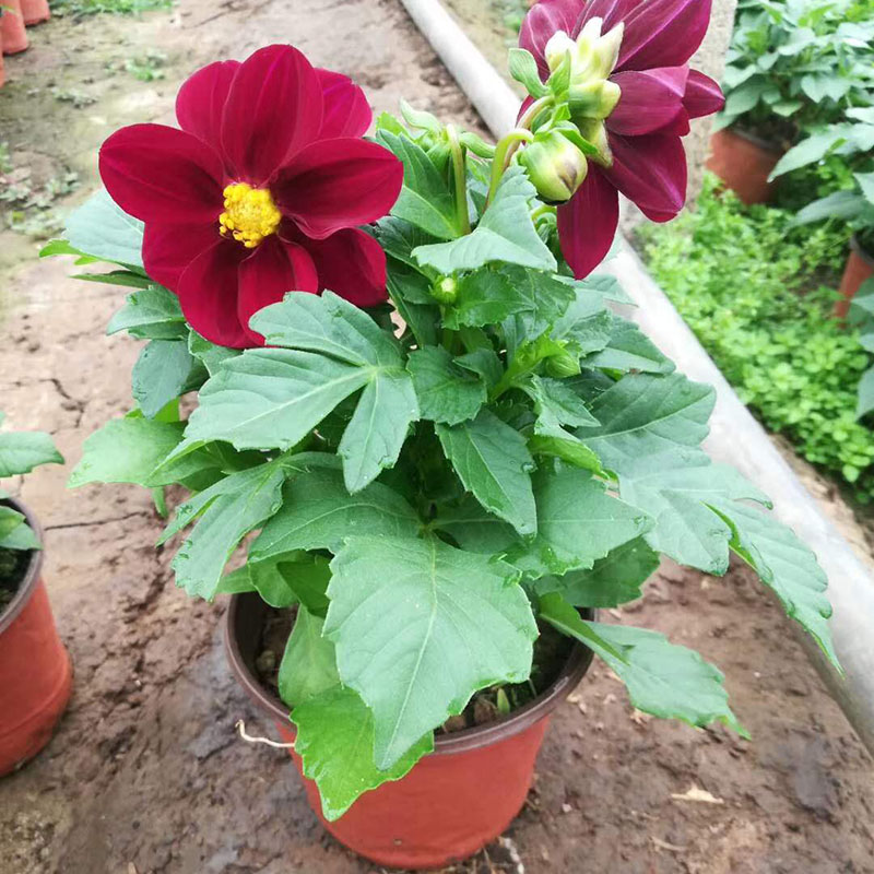小丽花