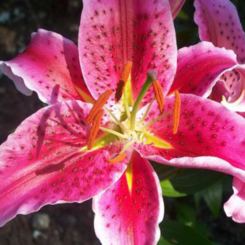 百合花
