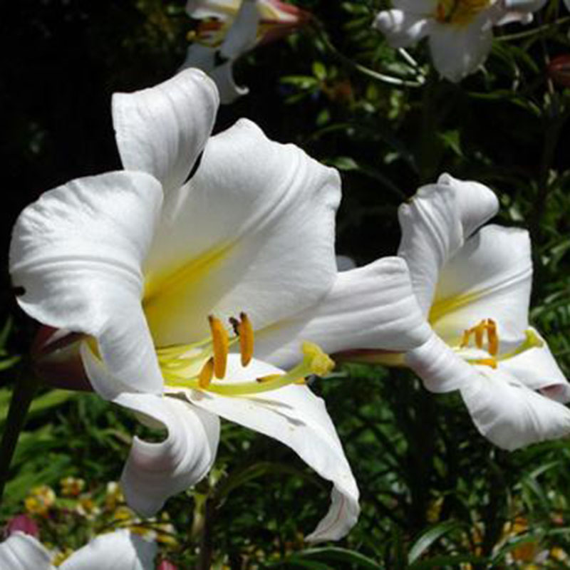 百合花