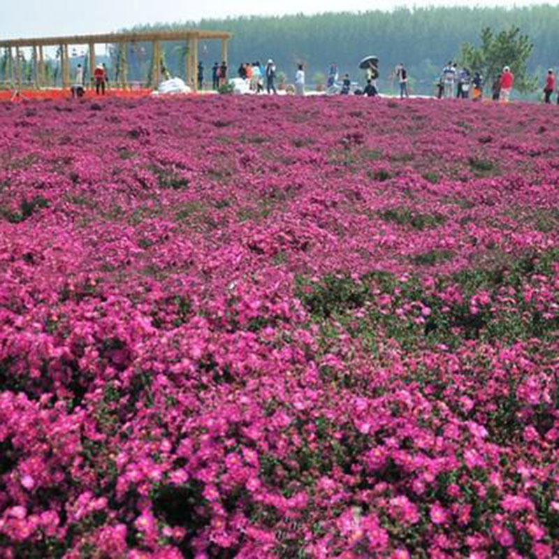 荷兰菊（花海）
