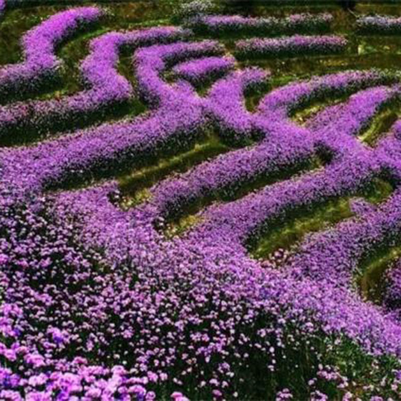 马鞭草
