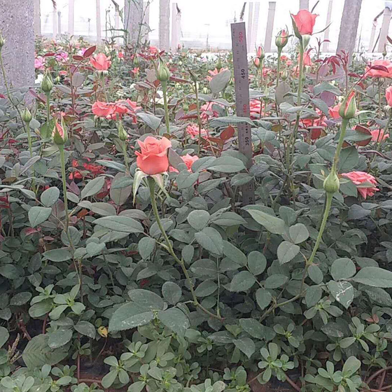 大花月季