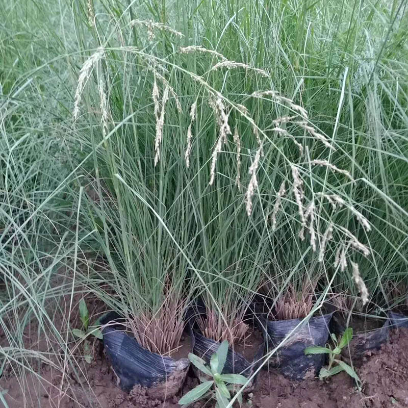 画眉草
