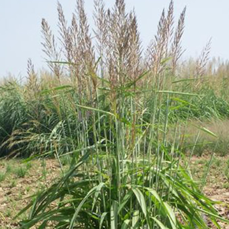 大油芒