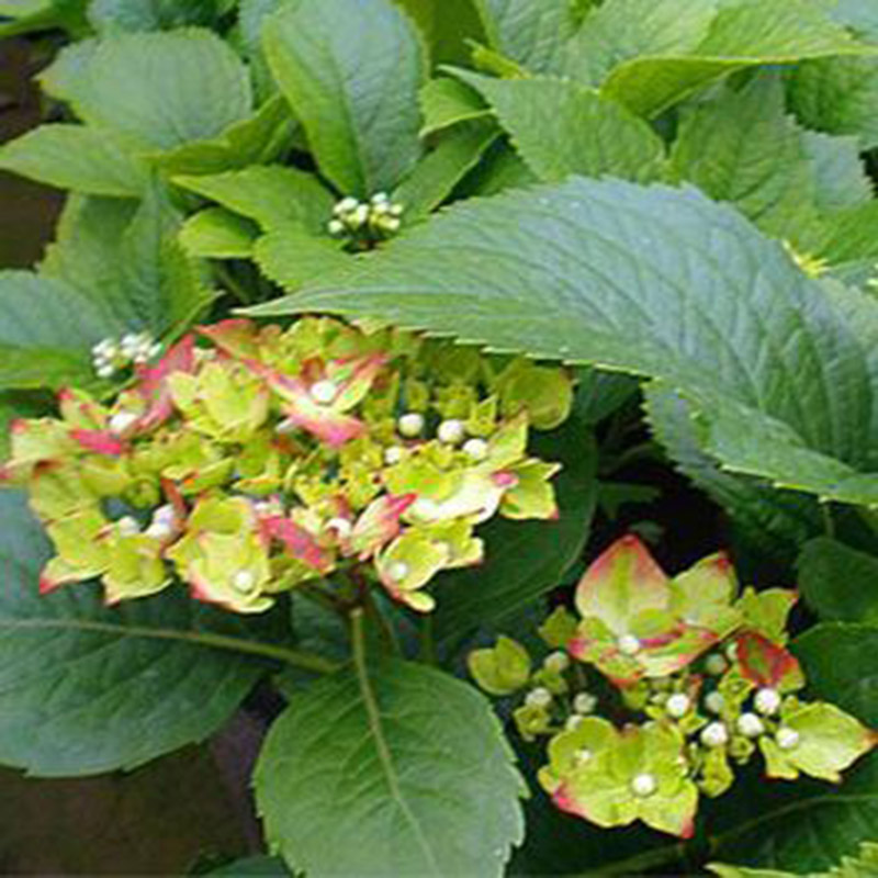 紫花地丁