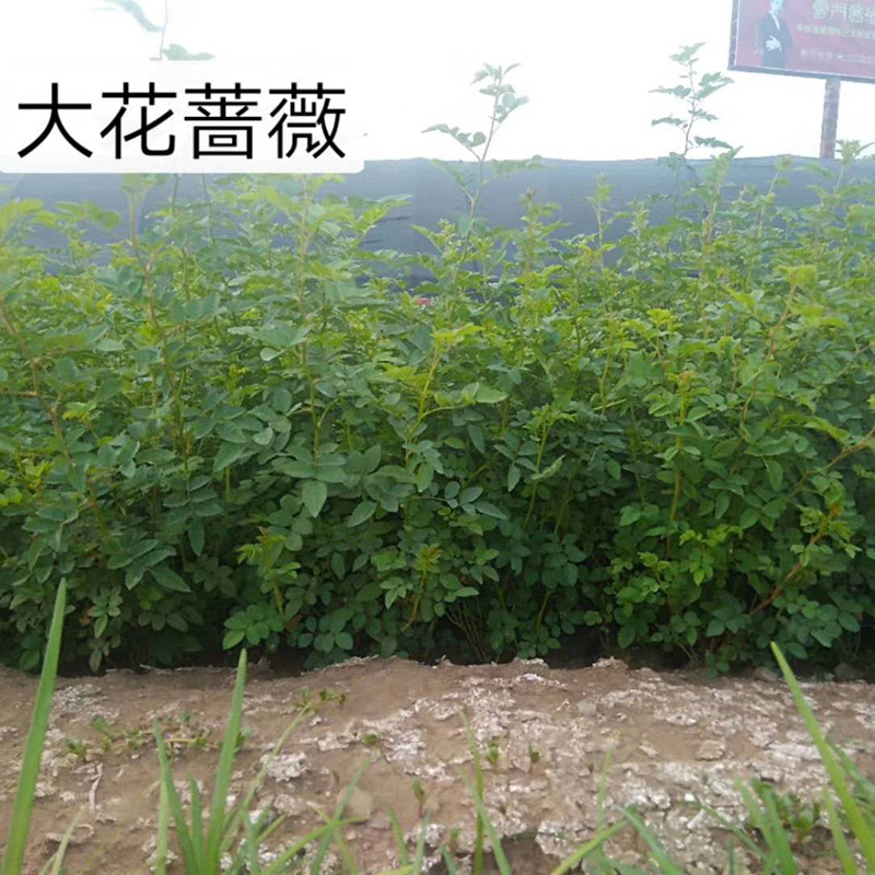 蔷薇