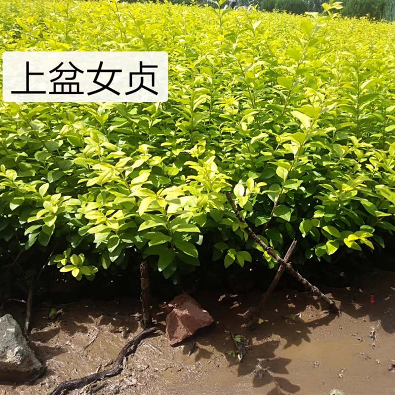 金叶女贞