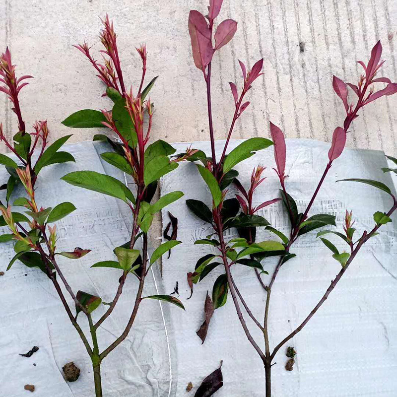 红叶石楠