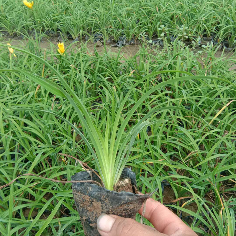 金娃娃萱草