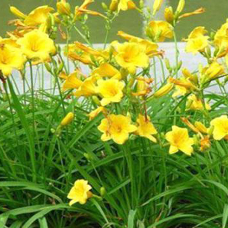 金鸡菊（花海）