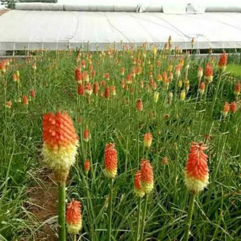 火炬花