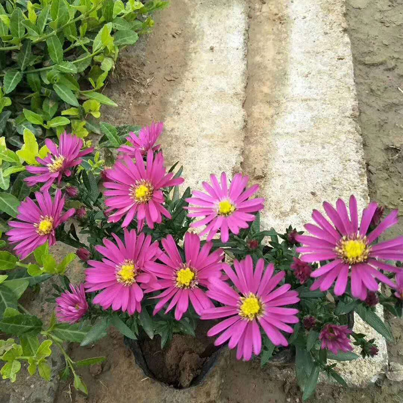 荷兰菊