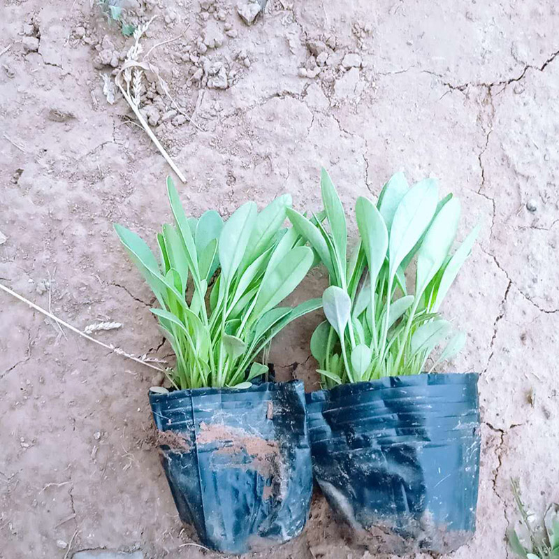 大花金鸡菊