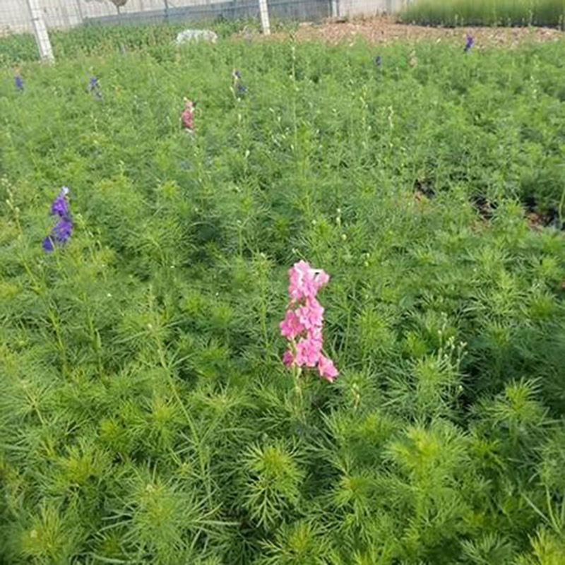大花飞雁草