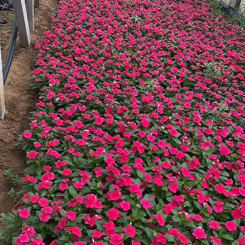 长春花（多色）
