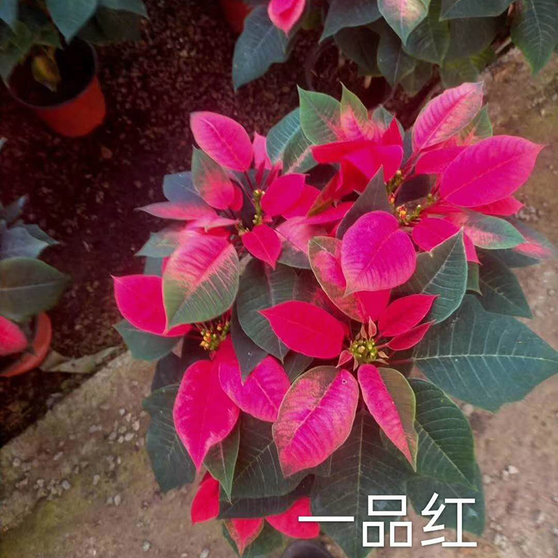 一品红