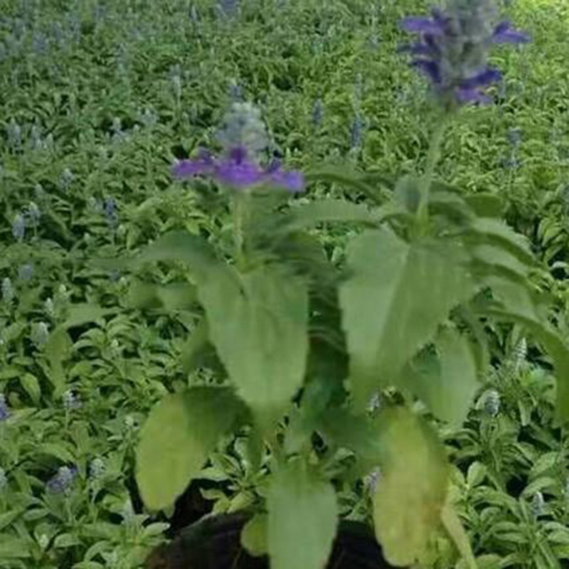 鼠尾草