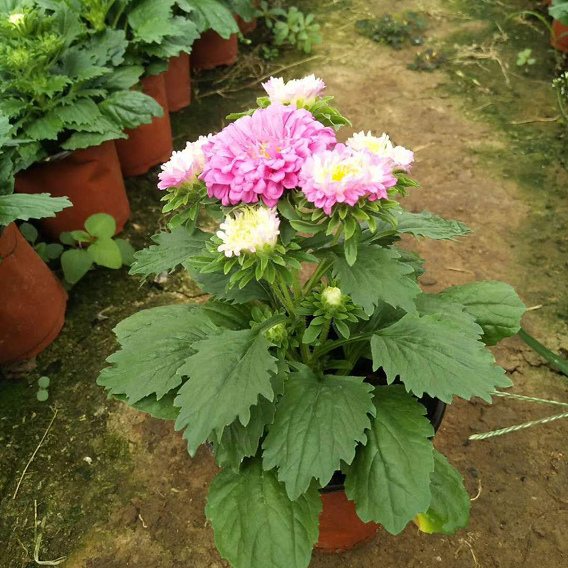 翠菊