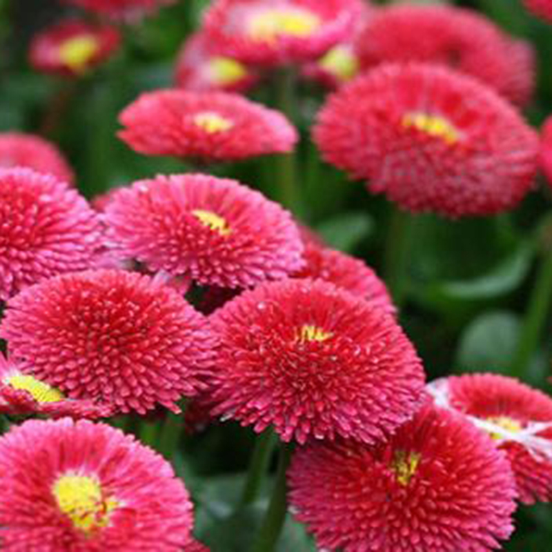 雏菊
