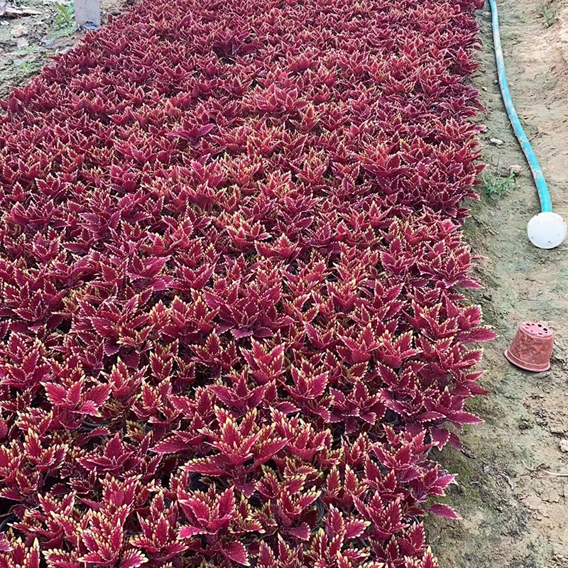 彩叶草（多色）