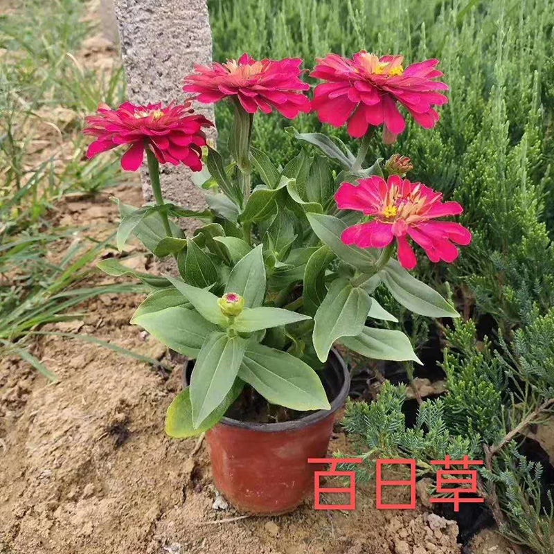 百日草